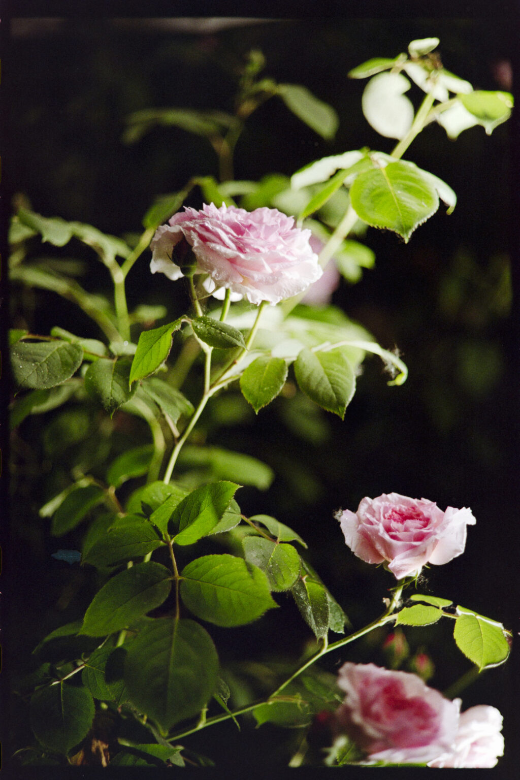 About-Roses-and-Fever-Dreams_Anna Baptist Photography_01