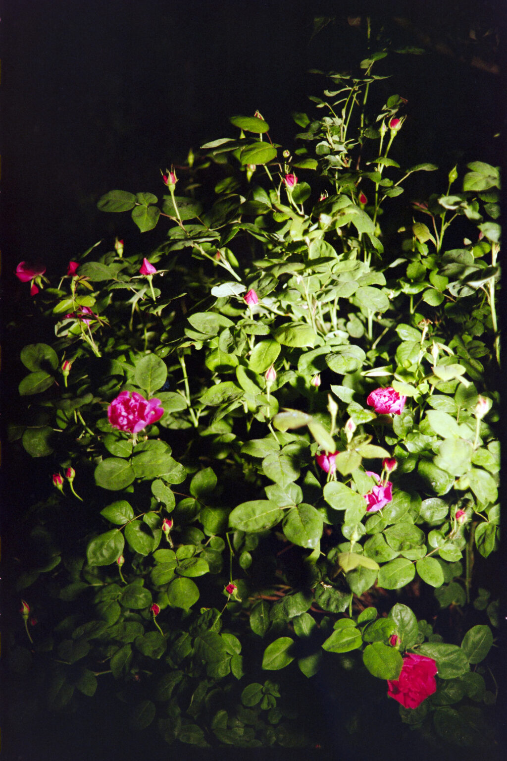 About-Roses-and-Fever-Dreams_Anna Baptist Photography_03