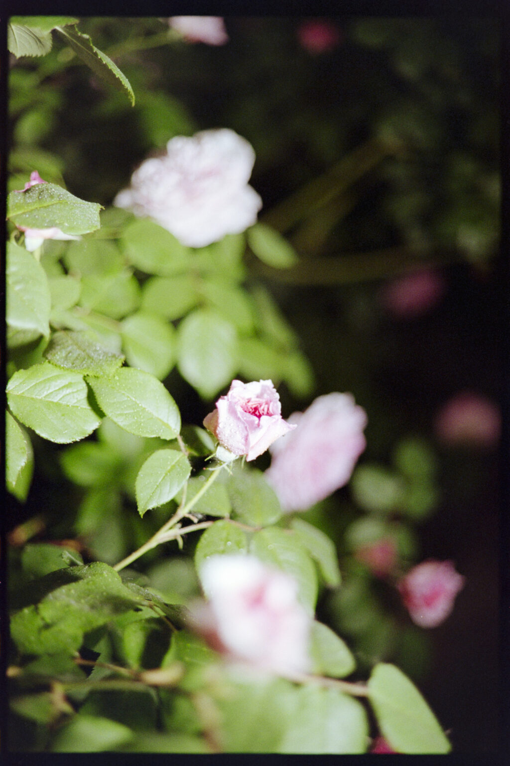 About-Roses-and-Fever-Dreams_Anna Baptist Photography_05