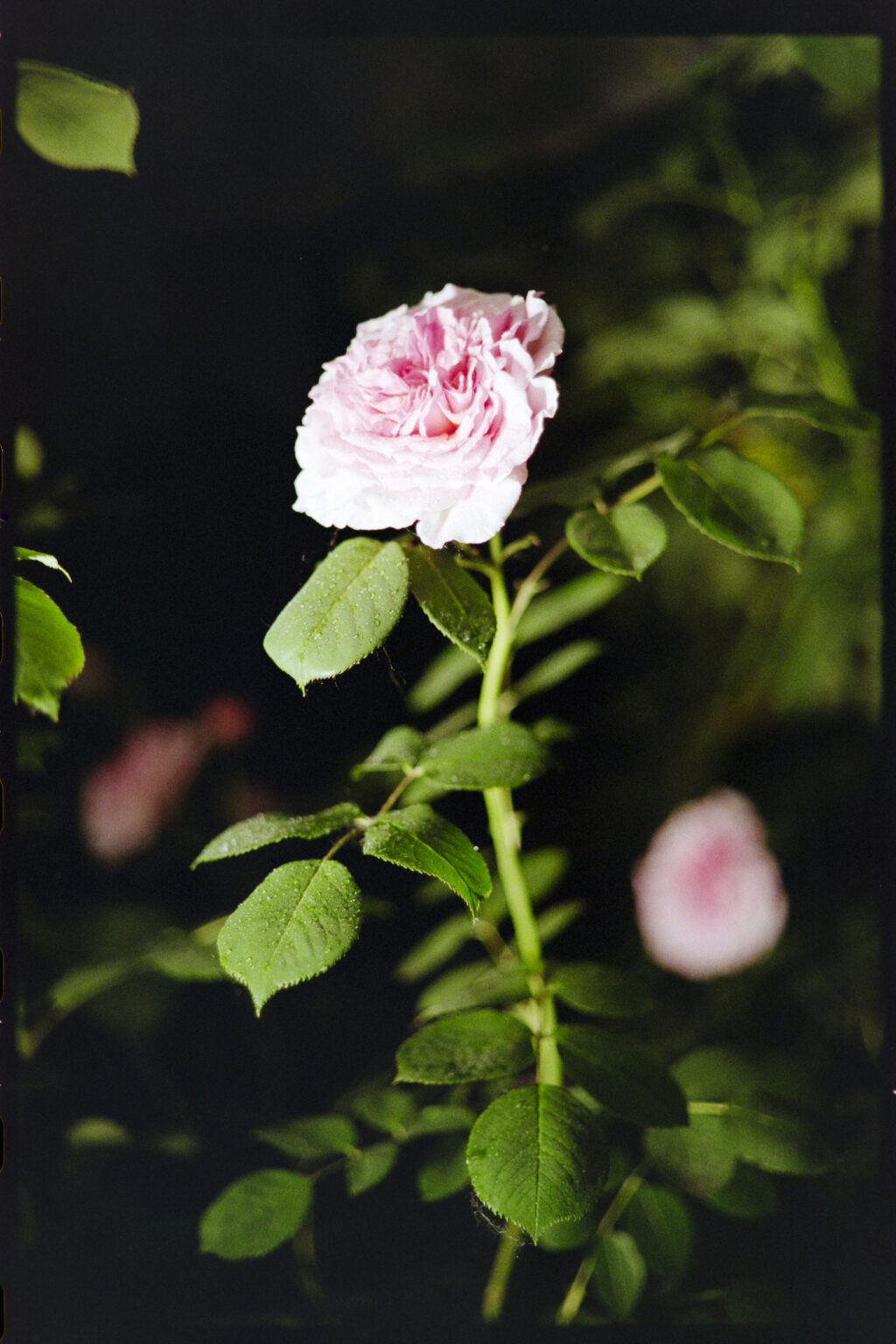 About-Roses-and-Fever-Dreams_Anna Baptist Photography_07